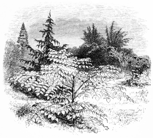 Image not available: DIMORPHANTHUS MANDSCHURICUS.

Hardy deciduous shrub Section.