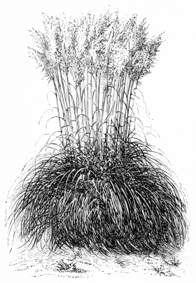 Image not available: GYNERIUM ARGENTEUM.

Giant hardy evergreen ornamental Grass.