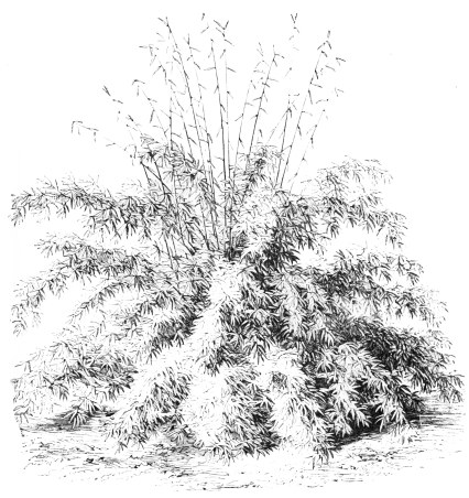 Image not available: BAMBUSA FALCATA.

Hardy Bamboo Section; growing 16 to 20 feet high in the milder southern
parts of England and Ireland.