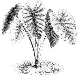 Image not available: CALADIUM ESCULENTUM.

Tender Section; displaying noble leaves during summer in the warmer
parts of the southern counties.