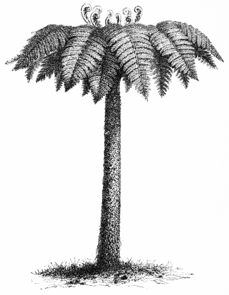 Image not available: TREE FERN.

For half-shady sheltered dells, in warmer and milder districts, during
the summer months.