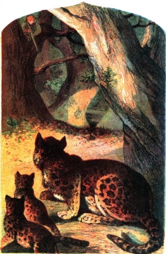 [Image unavailable: THE PANTHER AT FAULT.]