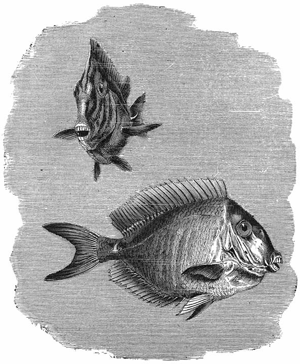 Leervisch (Acanthurus chirurgus). &frac14; v. d. ware grootte.