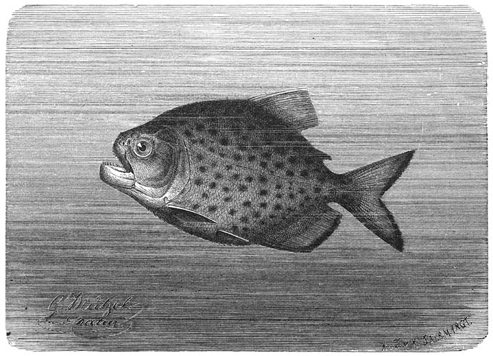 Piraya (Serrasalmo piraya). &frac14; v. d. ware grootte.