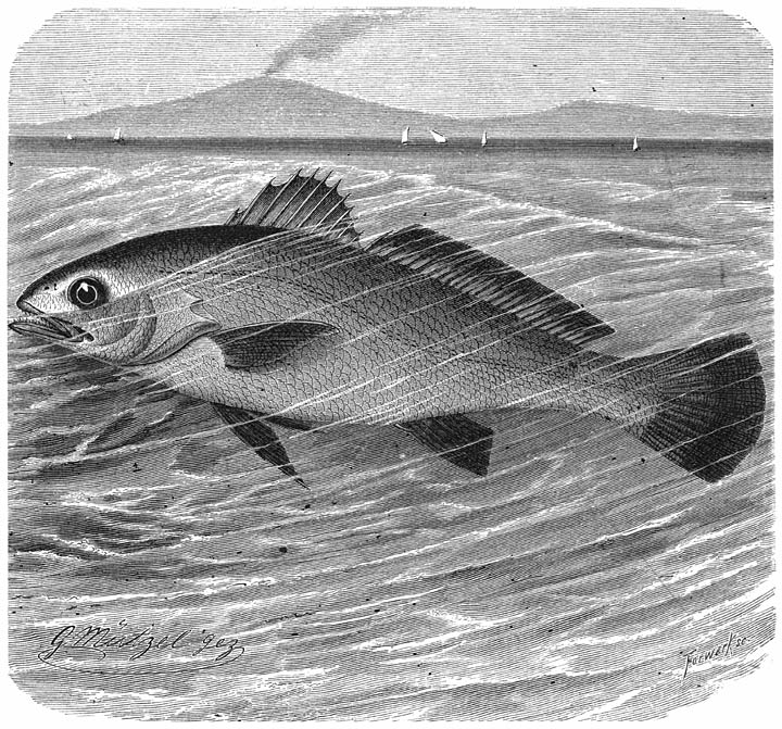 Ombervisch (Sciaena aquila). ​1&frasl;12​ v. d. ware grootte.