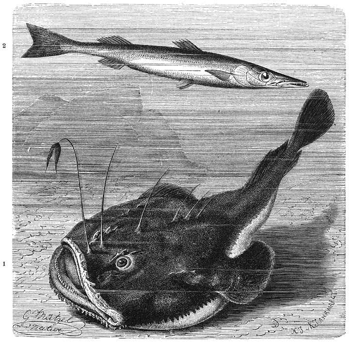 1) Zeeduivel (Lophius piscatorius), 2) Barracoeda (Sphyraena vulgaris). ​1&frasl;12​ v. d. ware grootte.