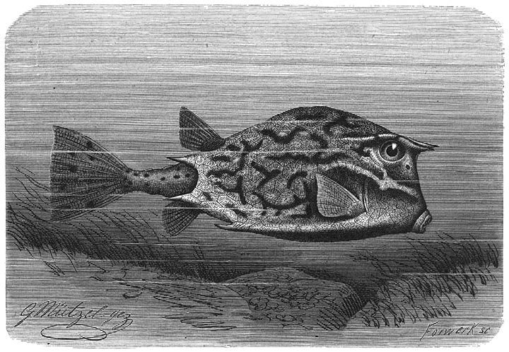 Vierhoornige Koffervisch (Ostracion quadricornis). &frac14; v. d. ware grootte.