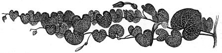 Image unavailable: ARISTOLOCHIA APURENSIS.&mdash;Natural Size.