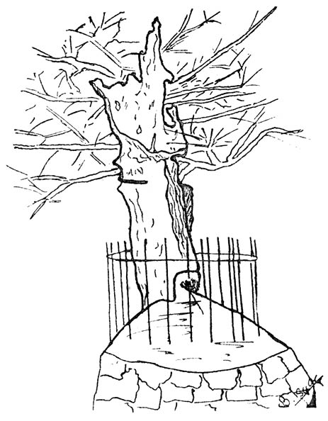 MERLIN&rsquo;S TREE, CARMARTHEN.