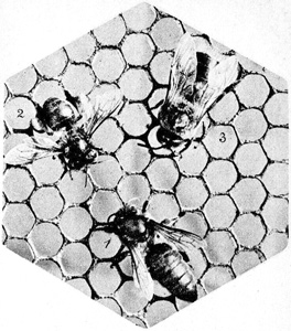 Die Geschlechter der Bienen:
1 Königin      2 Arbeiterin      3 Drohne