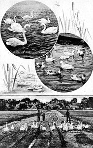 Schw�ne, Enten, G�nse