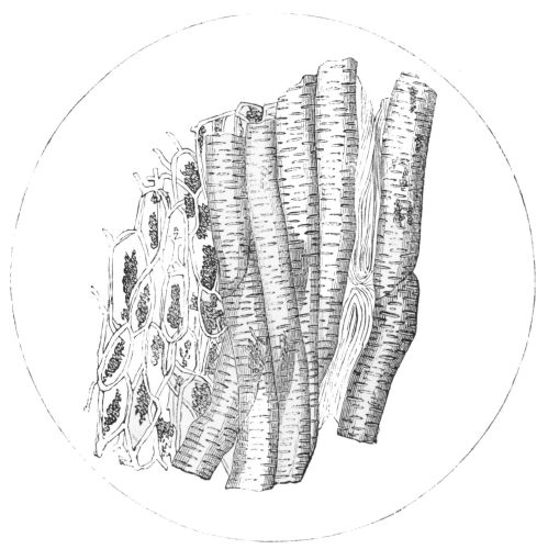 Plate 10.

Fragment of Roasted Chicory.