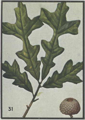 Overcup Oak