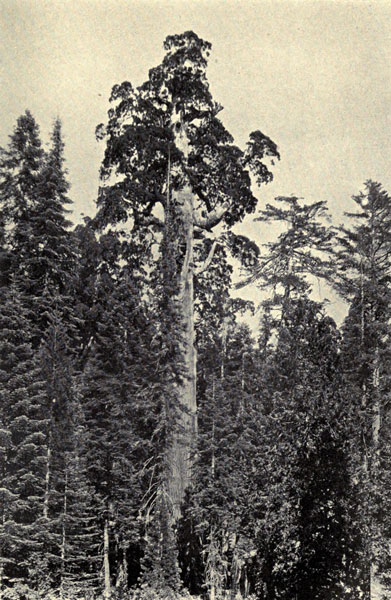 &ldquo;General Grant&rdquo; Sequoia in General Grant National Park