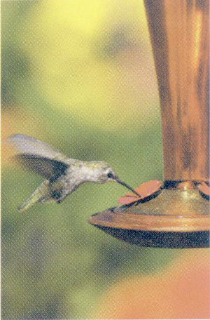 Hummingbird feeder