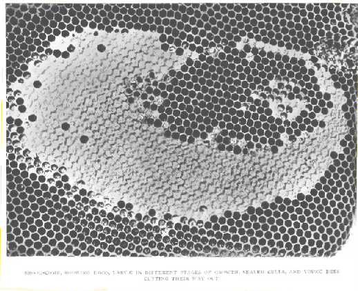 Brood-comb, showing eggs, larv&aelig; in different stages of
growth, sealed cells, and young bees cutting their way out