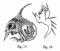 Fig. 17. Zoëa of a
Marsh Crab (Cyclograpsus ?), magnified. Fig. 18. Maxilla of the second pair in
the same species, magnified.