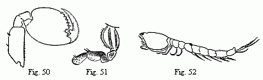 Fig. 50. Foot of the
second pair ('second pair of gnathopoda') of the male of Orchestia Tucurauna,
magnified. Fig. 51. Foot of the second pair ('second pair of gnathopoda') of
the female of Orchestia Tucurauna, magnified. Fig. 52. Male of a Bodotria,
magnified. Note the long inferior antennæ, which are closely applied to the
body, and of which the apex is visible beneath the caudal appendages.