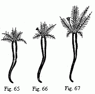(Figs. 65 to 67.
Young Tubicolar worms, magnified with the simple lens: 65. Without operculum,
Protula-stage. 66. With a barbate opercular peduncle, Filograna-stage; With a
naked opercular peduncle, Serpula-stage.