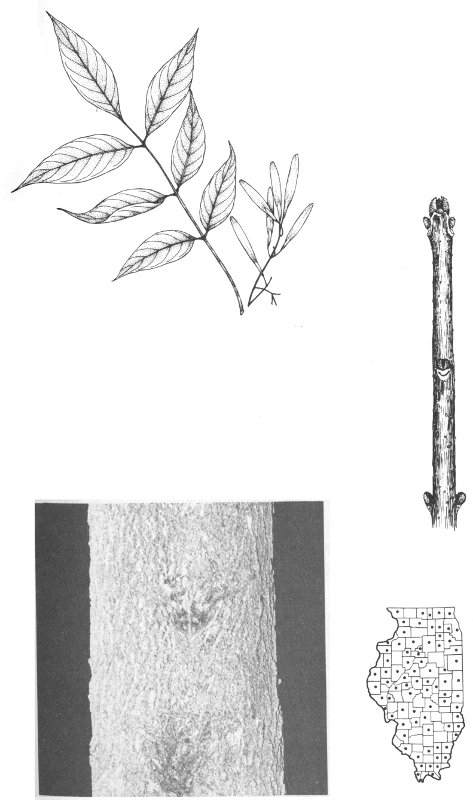 GREEN ASH