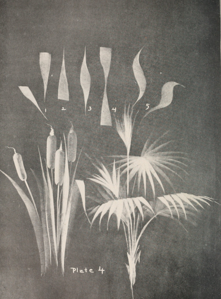 Plate 4