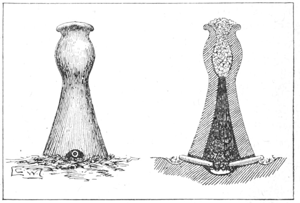 Primitive Smelting Furnace, and Section of same,
showing Blast-Pipes, Fuel, and Ore