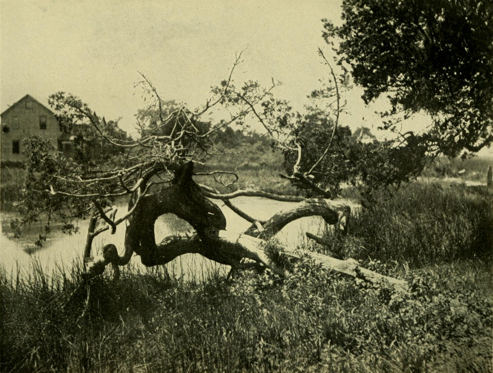 IF THIS AGED CEDAR COULD TELL ITS LIFE’S STORY, WE WOULD
FIND IT FULL OF ROMANCE AND ADVENTURE