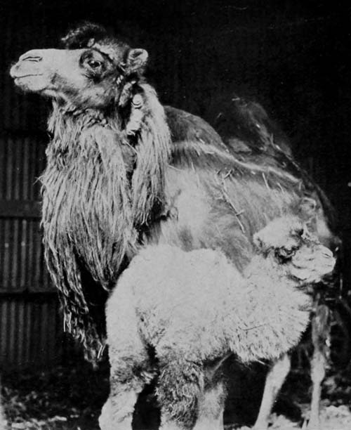 A BABY CAMEL WITH ITS MOTHER, THE “DUMBBELL
BABY” OF THE MENAGERIE
