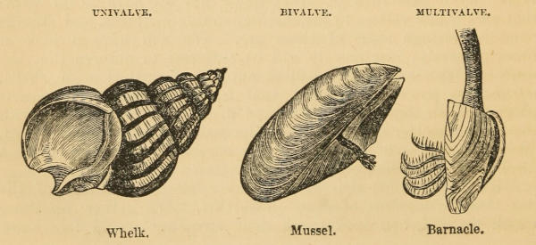 UNIVALVE. BIVALVE. MULTIVALVE.
  Whelk. Mussel. Barnacle.