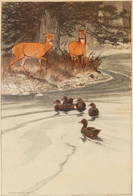 The wild ducks
glide out of their hiding place