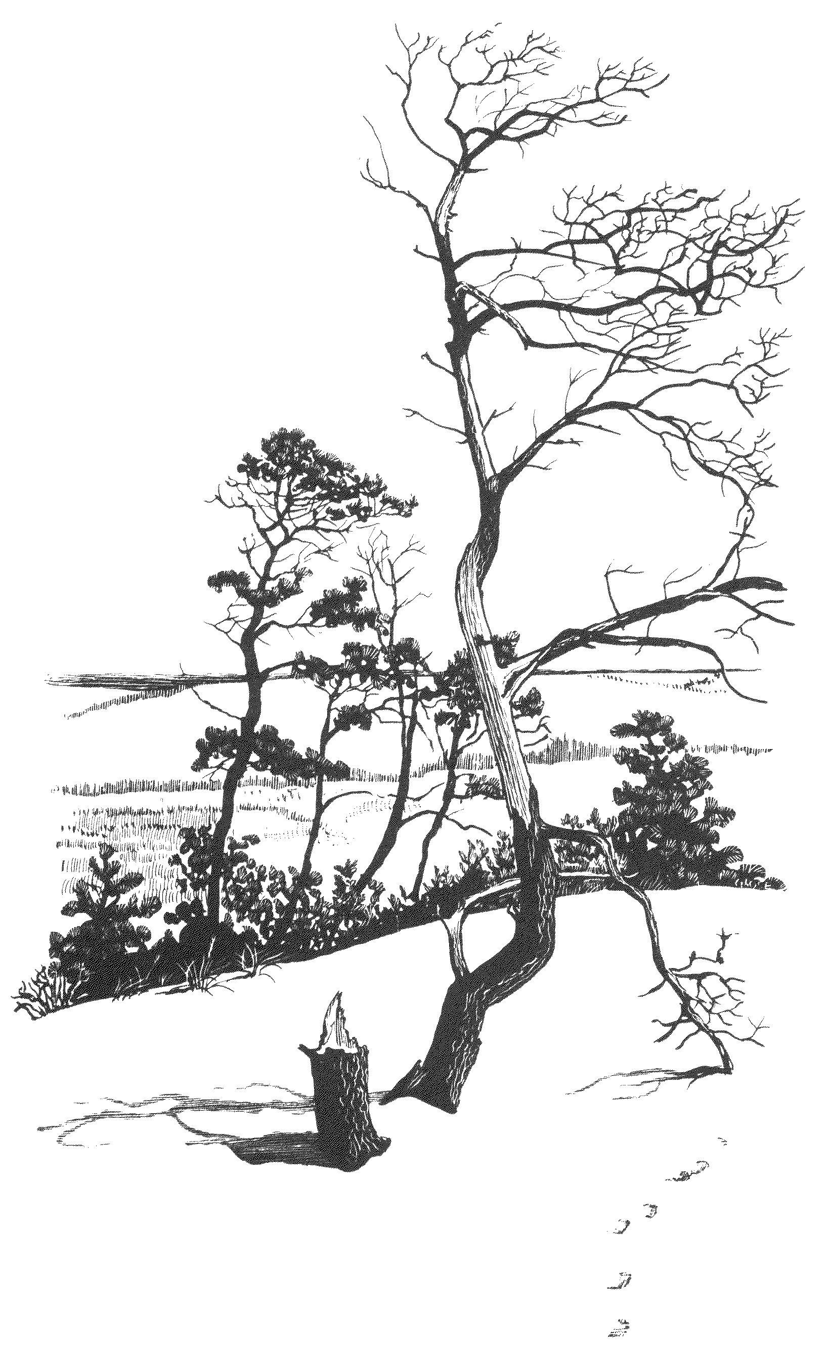 Scrub trees on the dunes