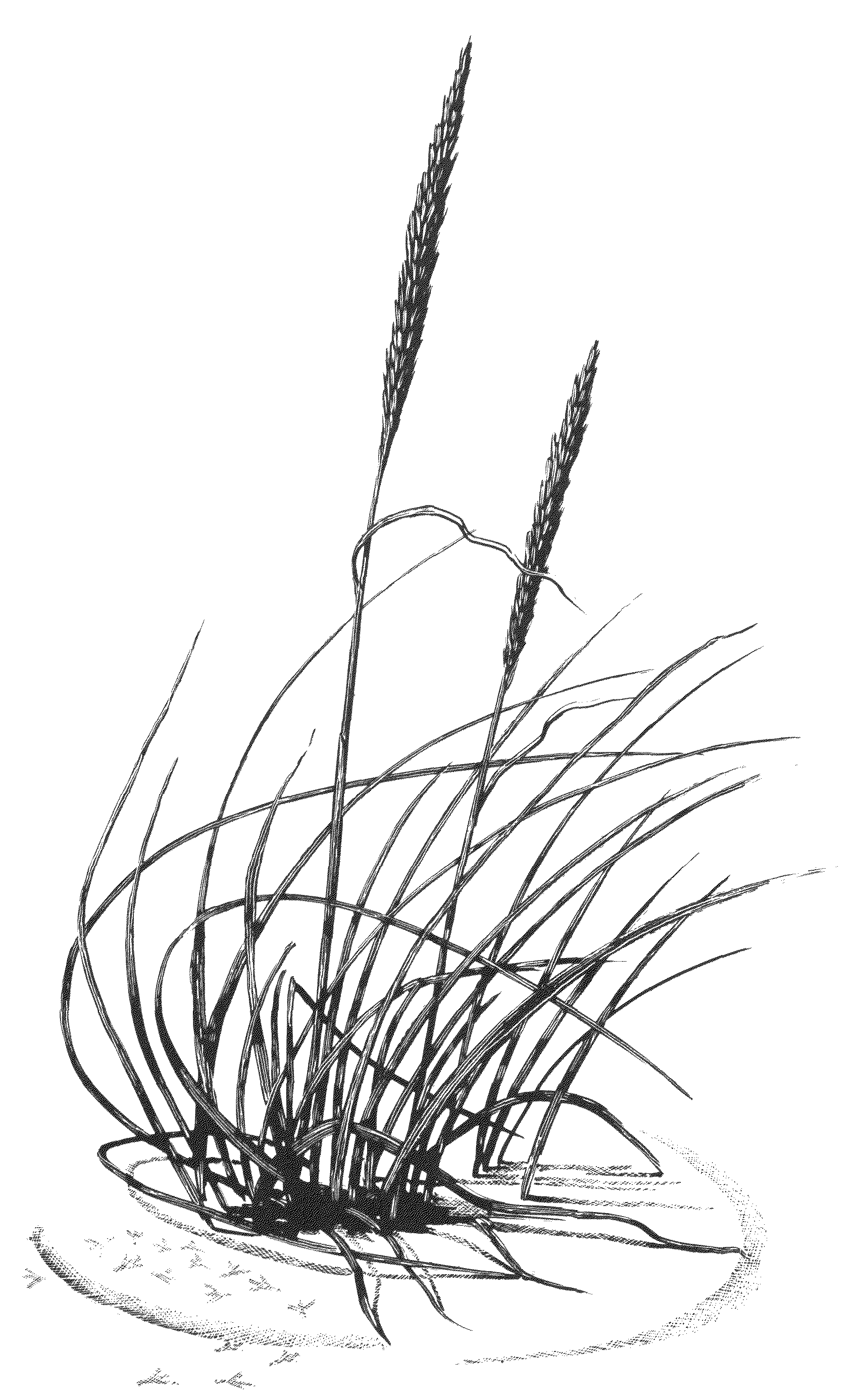Beach grass in sand