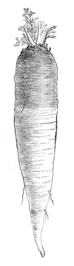 Large white Belgian