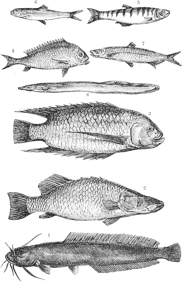 Fische des Tanganika-Sees
