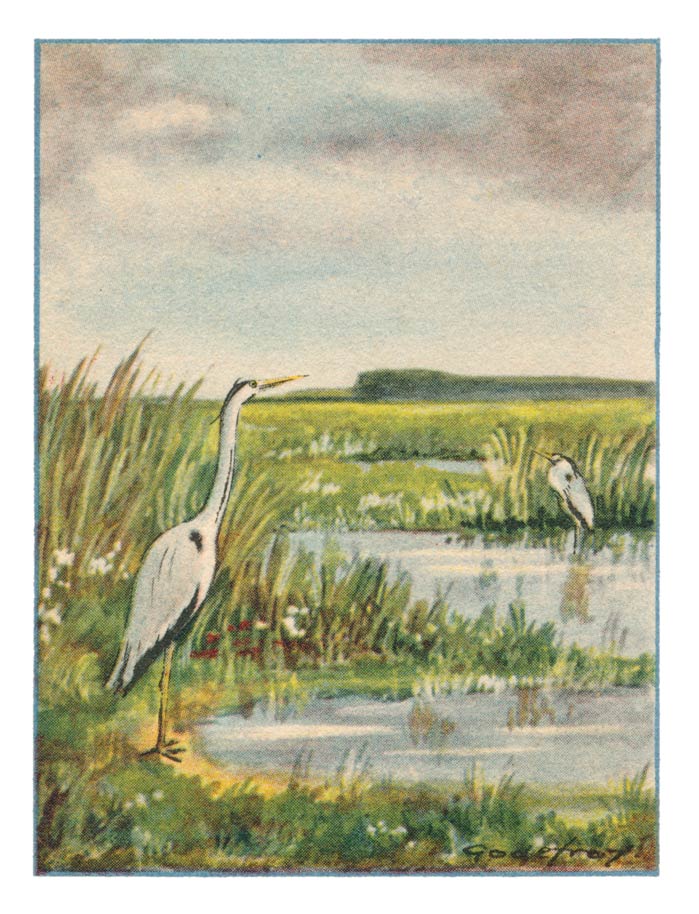 23. Reigers in den Polder