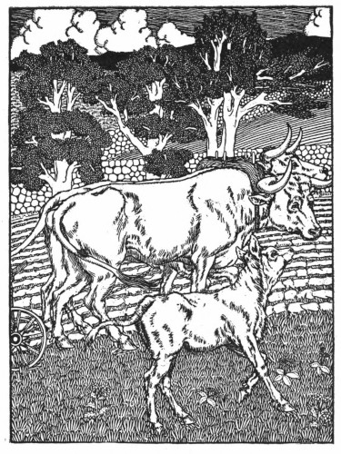 Ox and Calf