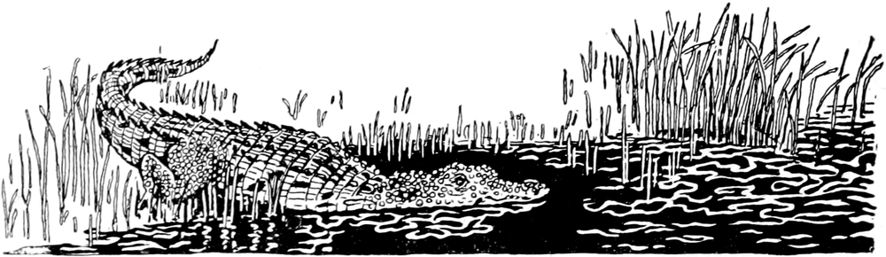 Ein Krokodil gleitet
  ins Wasser