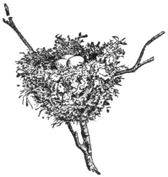 Bird's nest with eggs