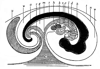 Fig.147. Median longitudinal section of the
embryo of a chick (fifth day of incubation), seen from the right side (head to
the right, tail to the left).