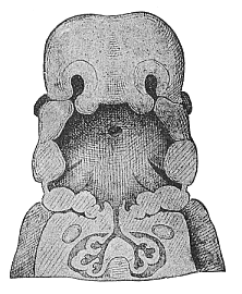 Fig.311. Frontal section
of the mouth and throat of a human embryo, neck half-inch long.