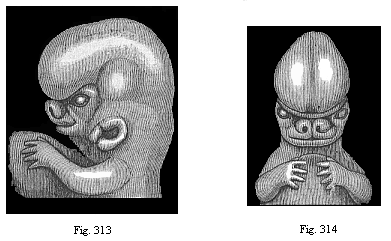 Figs. 313 and 314.
Upper part of the body of a human embryo, two-thirds of an inch long, of the
sixth week; Fig. 313 from the left, Fig. 314 from the front.