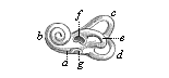 Fig. 321. The bony
labyrinth of the human  ear (left side).