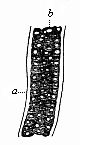 Fig.328. A
piece of the axial rod (chorda dorsalis), from a sheep embryo.