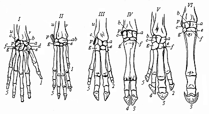 Fig.342. Skeleton of
the hand or fore foot of six mammals. I man, II dog, III pig, IV ox, V tapir,
VI horse.