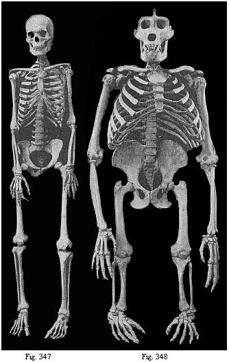 Fig.347. Human
skeleton. Fig. 348. Skeleton of the giant gorilla.