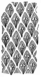 Fig.351. Scales or
cutaneous teeth of a shark (Centrophorus calceus).