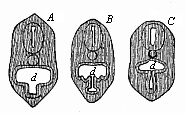 Fig.356. Transverse
section of the head of a Petromyzon-larva.