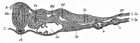 Fig.360. Transverse
section of the trunk of a chick-embryo, forty-five hours old.