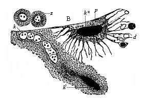 Fig.361. Merocytes of a shark-embryo,
rhizopod-like yelk-cells underneath the embryonic cavity (B).