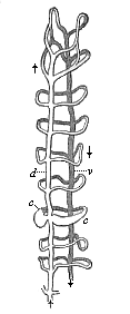 Fig.362. Vascular system
of an Annelid (Saenuris), foremost section.